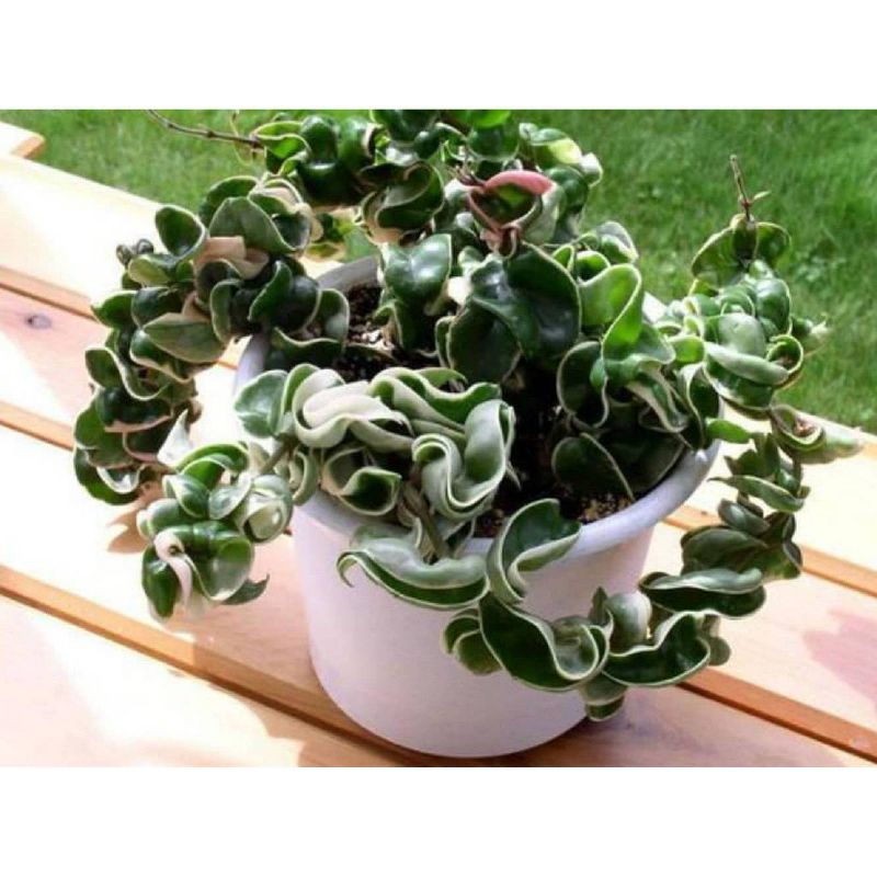 3pk Hoya Hindu Rope Plant - National Plant Network