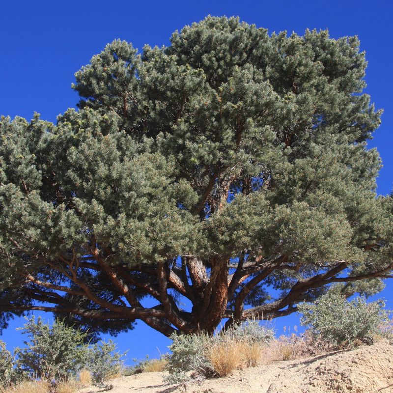 2pk Pinon Pine Seed Grow Kit - The Jonsteen Company