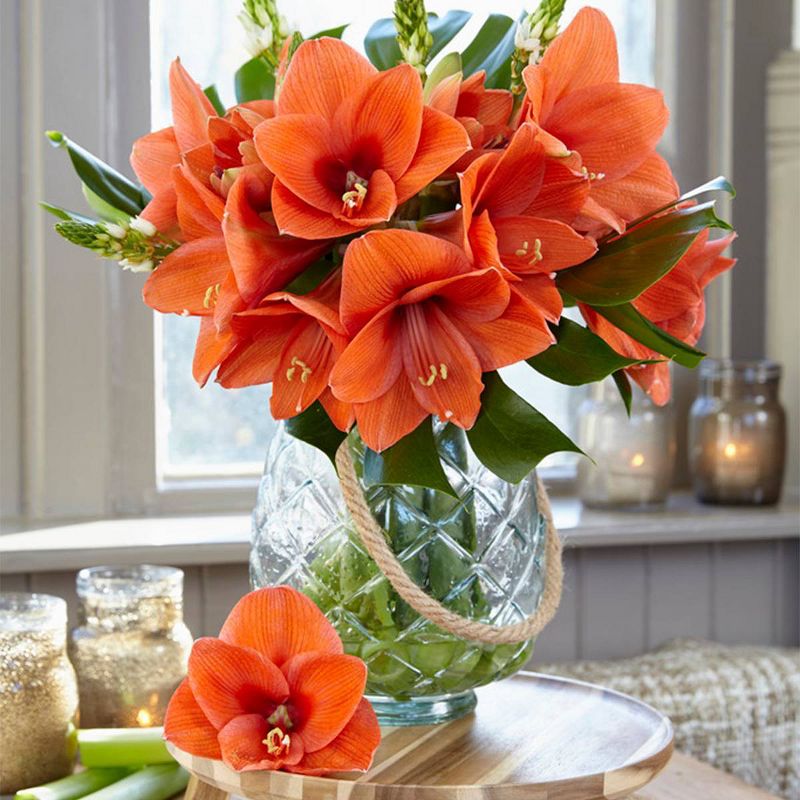 1ct Amaryllis Naranja Bulb - Van Zyverden