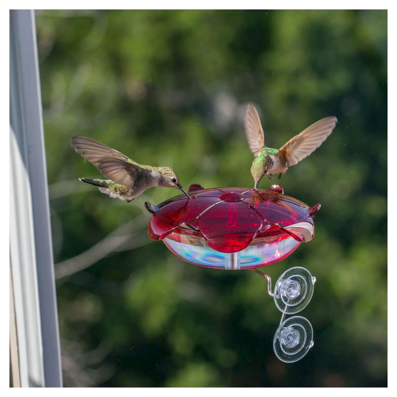 Droll Yankees The Ruby Sipper Window Hummingbird Feeder - Clear