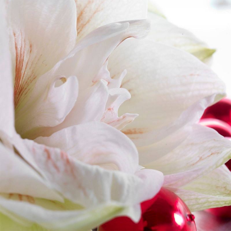 1ct Amaryllis Nymph Bulb - Van Zyverden