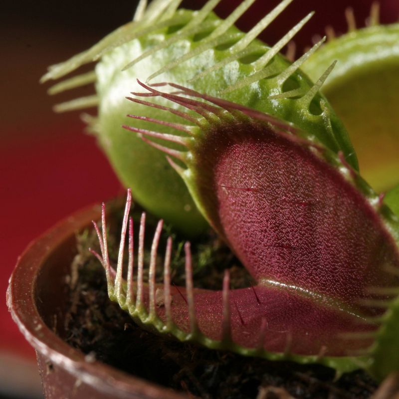 2pk Venus Fly Trap Seed Grow Kit -The Jonsteen Company