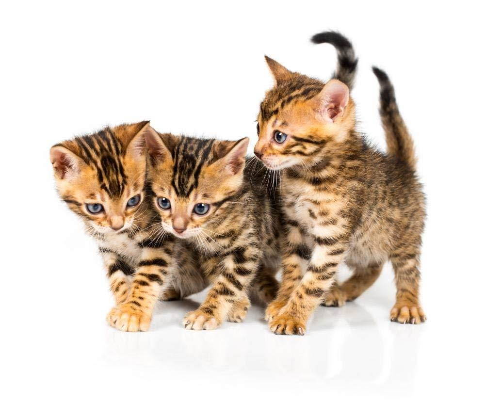 Wallmonkeys Three Bengal Kitten with Reflection on White Wall Decal Peel and Stick Graphic WM237215 (24 in W x 21 in H)