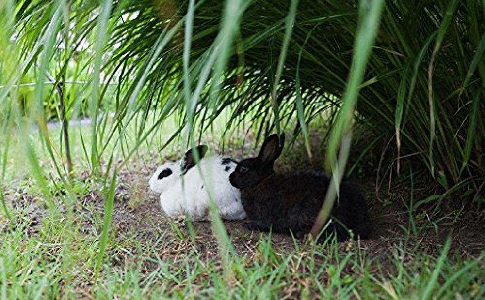 Rokinon 35mm f/1.4 Aspherical Wide Angle Lens (for Sony Alpha E-Mount Cameras)