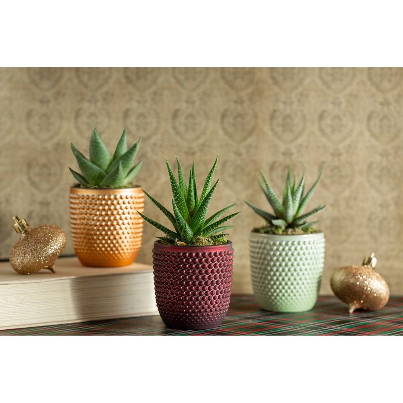 LiveTrends Holiday Sprit - 3pk