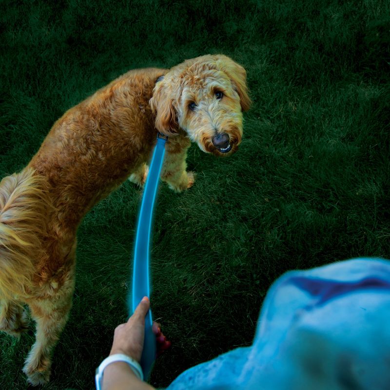 Nite Ize Nite Dog Rechargeable LED Dog Leash - Blue/Blue
