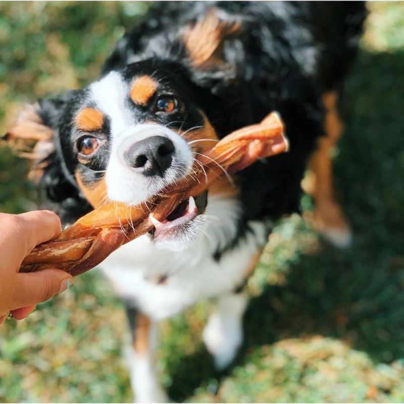 Nature Gnaws Braided Bully Sticks 5-6" Beef Dog Treats- 10ct