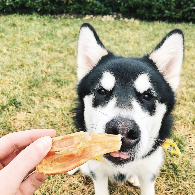 Nature Gnaws Paddywack Tendons Beef Dog Treats- 10ct