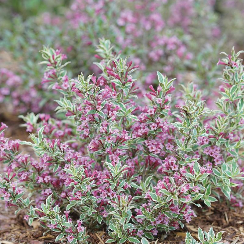 Bluberry 'Tift' 1pc - National Plant Network U.S.D.A Hardiness Zone 7-9 - 2.5 Quart