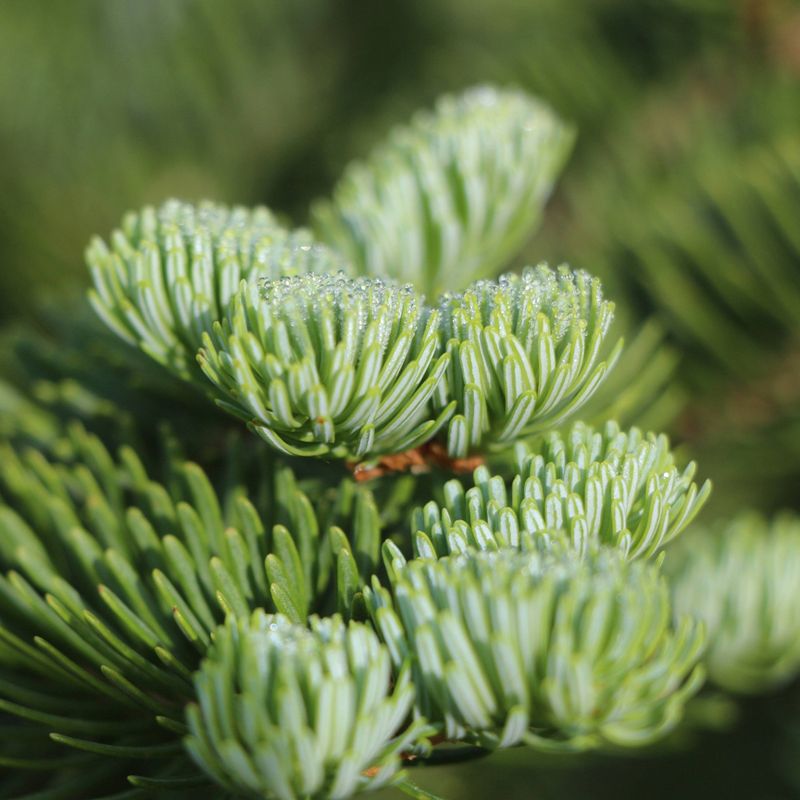 2pk Living Christmas Tree Seed Grow Kit - Balsam Fir - The Jonsteen Company