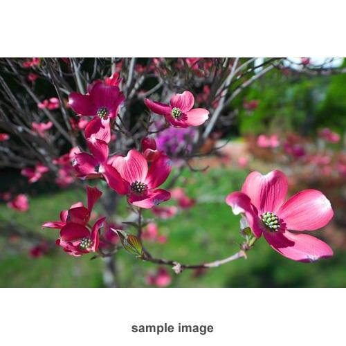 Rokinon 24mm f/3.5 Tilt Shift Lens for Canon #TSL24M-C