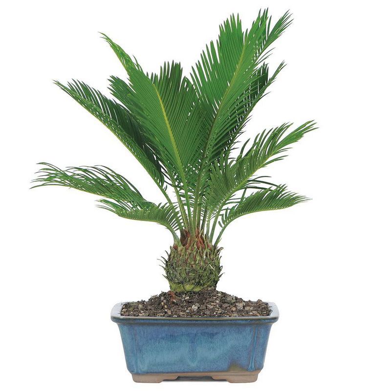Medium Sego Palm Indoor Live Houseplant - Brussel's Bonsai