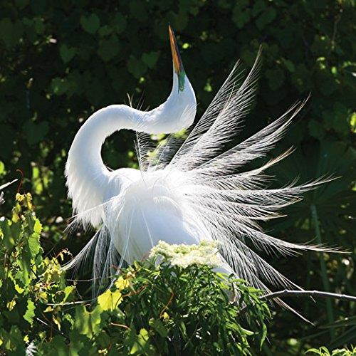 Strathmore 105-680 Photo Mount Cards, White Decorative Embossed Border, 100 Cards & Envelopes