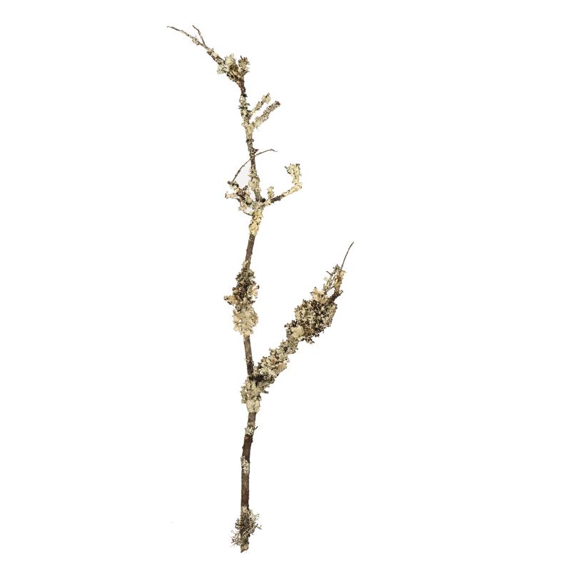 Vickerman Natural Curly Lichen Branches, bulk, Dried
