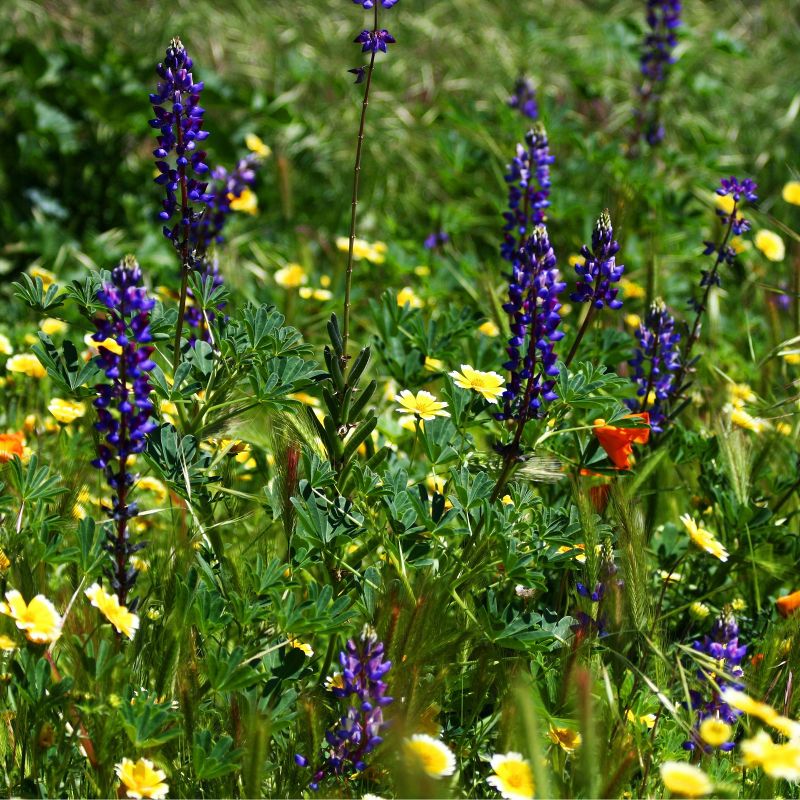 Van Zyverden Roses Mikado Root Stock
