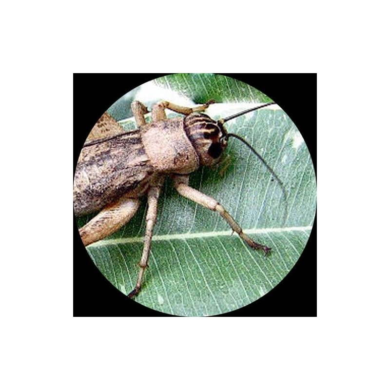 SE204A Portable Binocular Stereo Microscope WF10x Eyepieces 20X Magnification 2X Objective LED Lighting Reversible BlackWhite Stage Plate Arm Stand