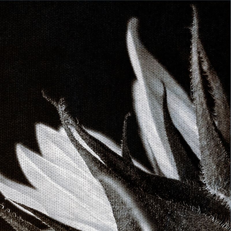 24"x36" Sunflower Profile By Ilona Wellman Art On Canvas - Fine Art Canvas