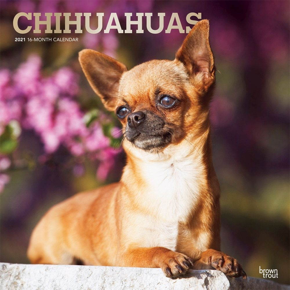 BrownTrout,  Chihuahuas Wall Calendar 2021