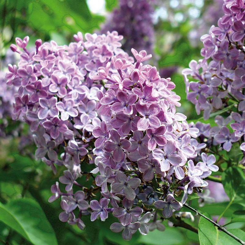 Van Zyverden Lilac Root Stock Purple