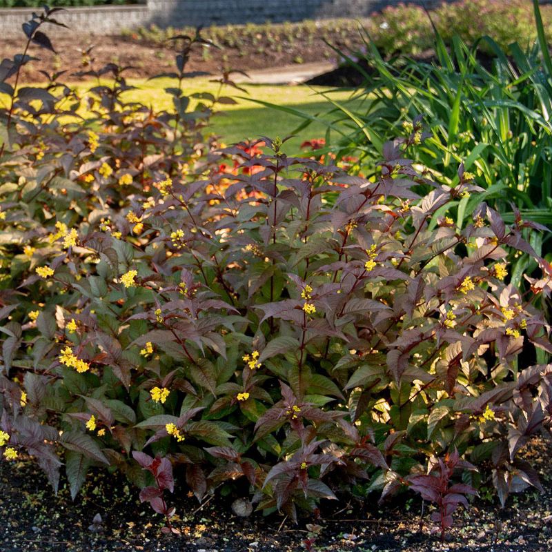 Diervilla Nightglow 4" Potted Rocketliners - Van Zyverden