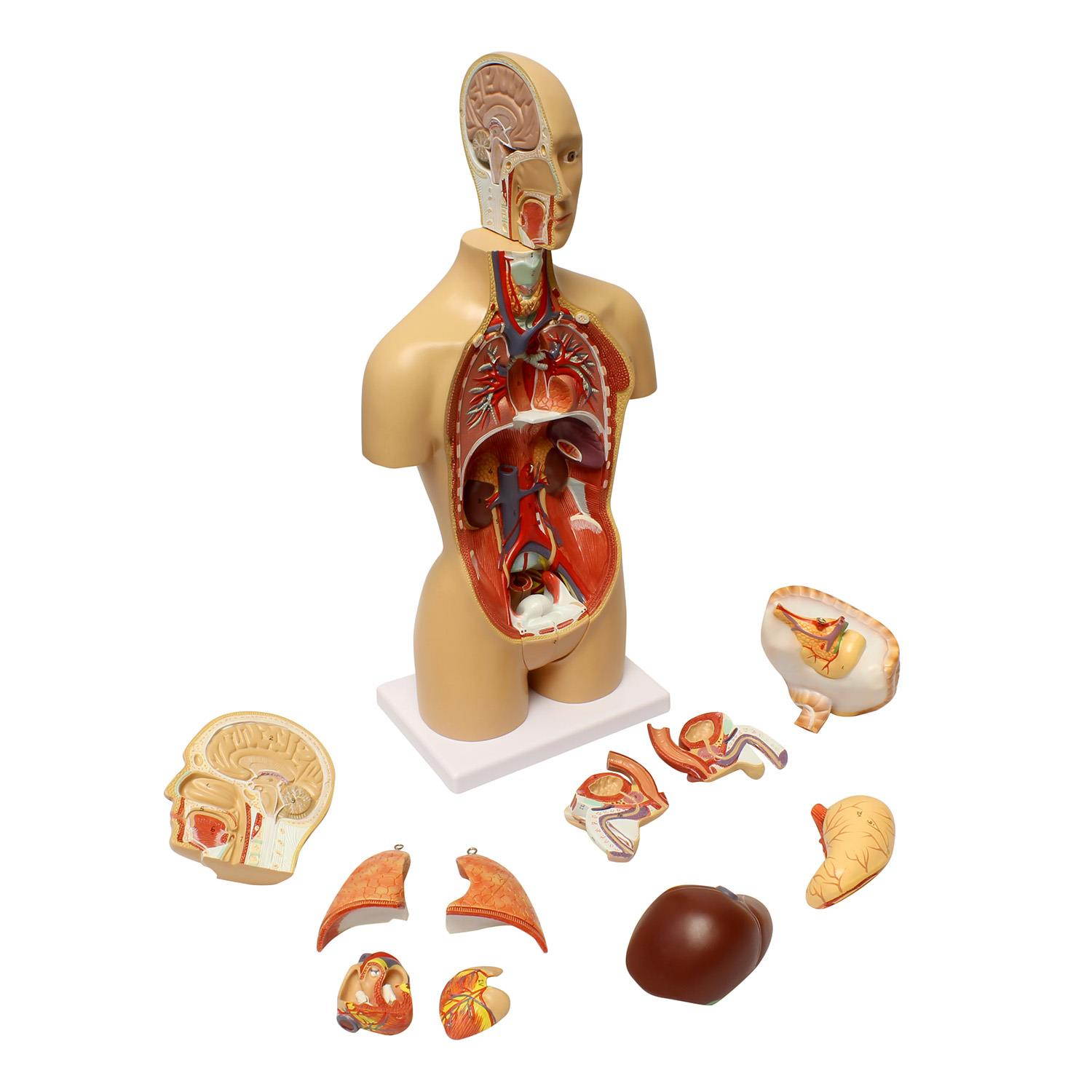 MonMed | Human Torso Model &ndash; 17&rdquo; Inch Human Body Model Removable Organs