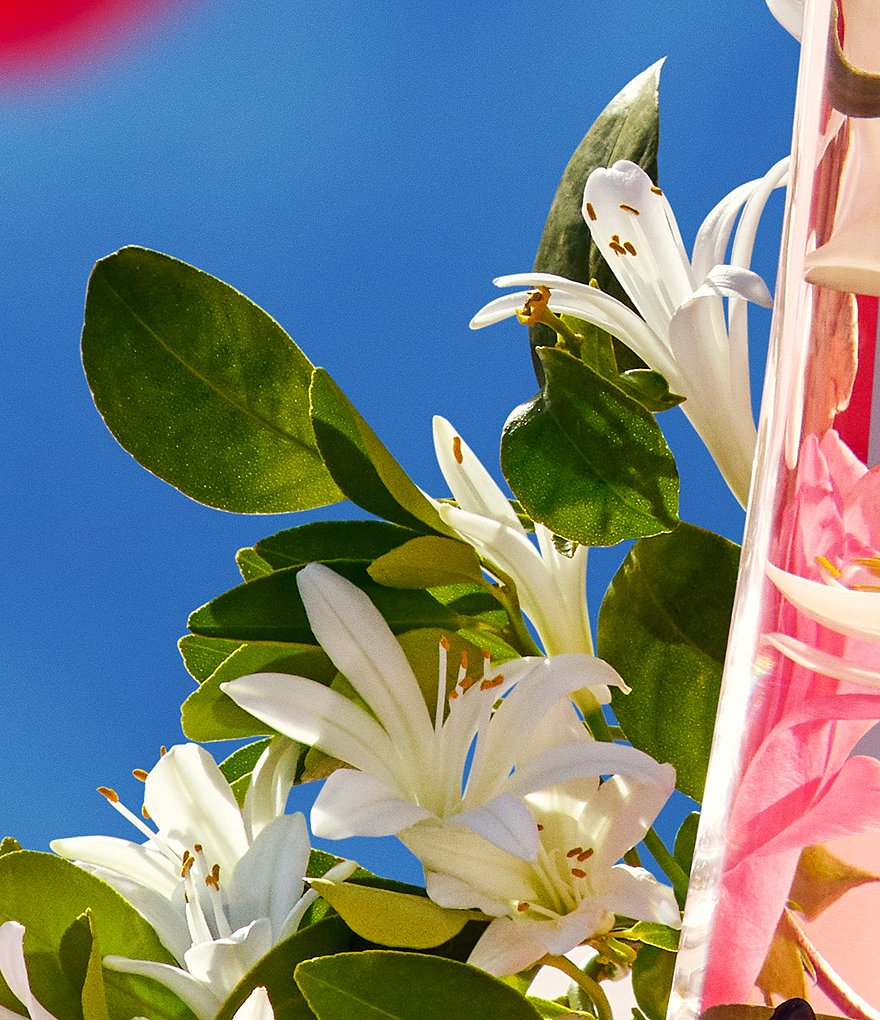 Flower by Kenzo Eau De Vie Eau de Parfum