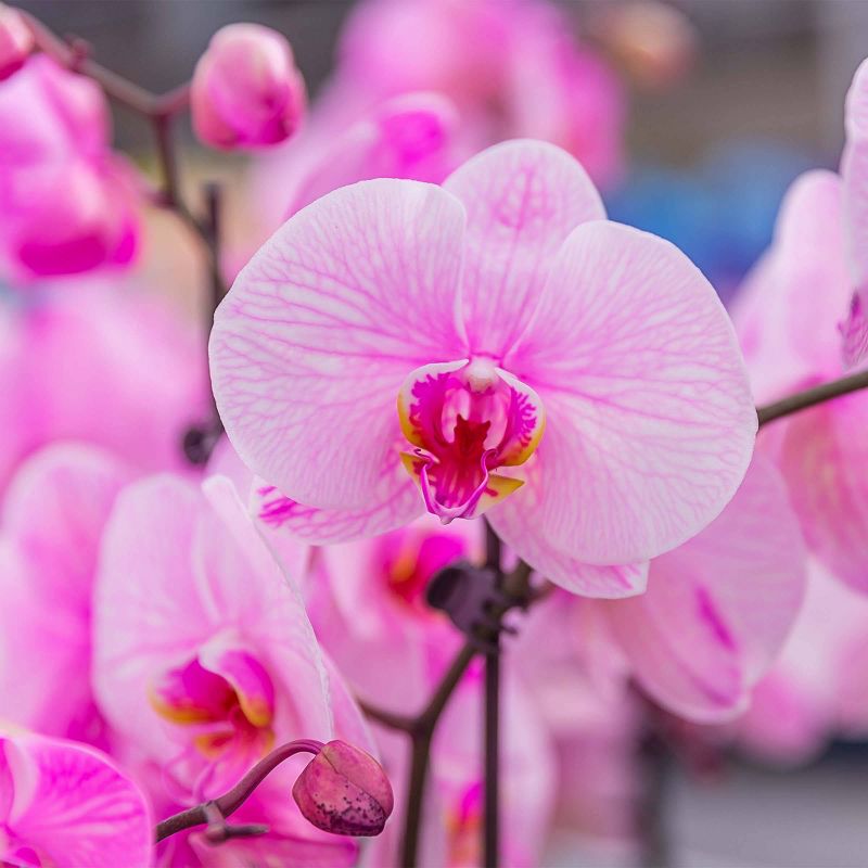 Just Add Ice 5" Pink Watercolor Orchid in Ceramic