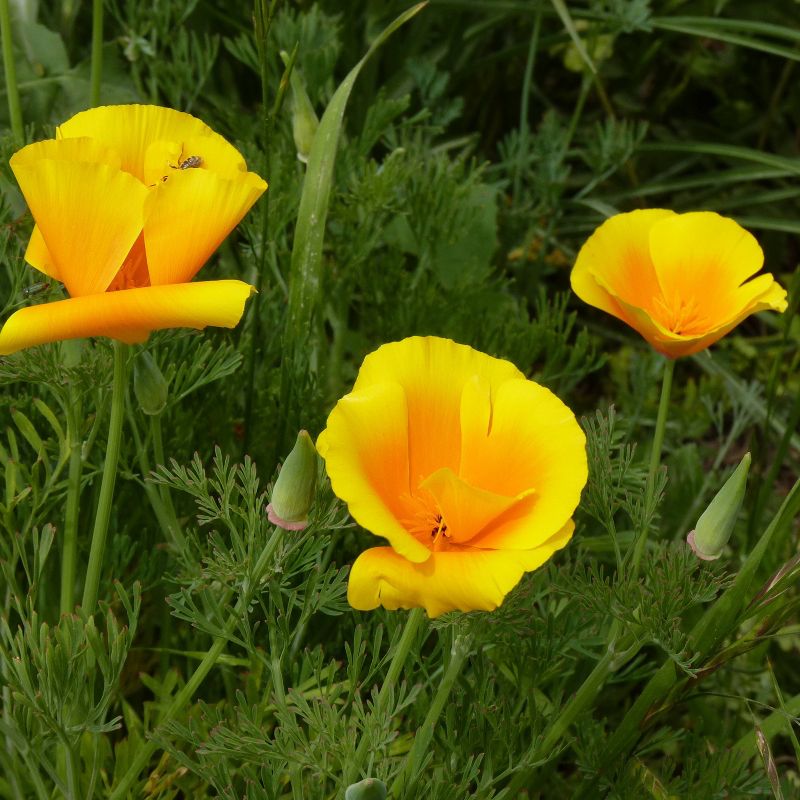 Van Zyverden Roses Mikado Root Stock