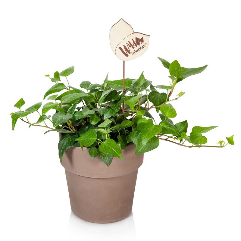 Wild Interiors 5" Ivy Foliage in Terra Cotta