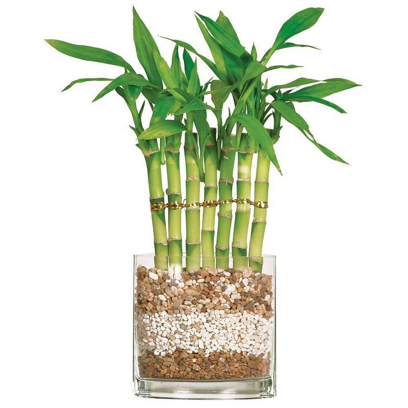 Small Fence Bamboo Indoor Live Houseplant - Brussel's Bonsai