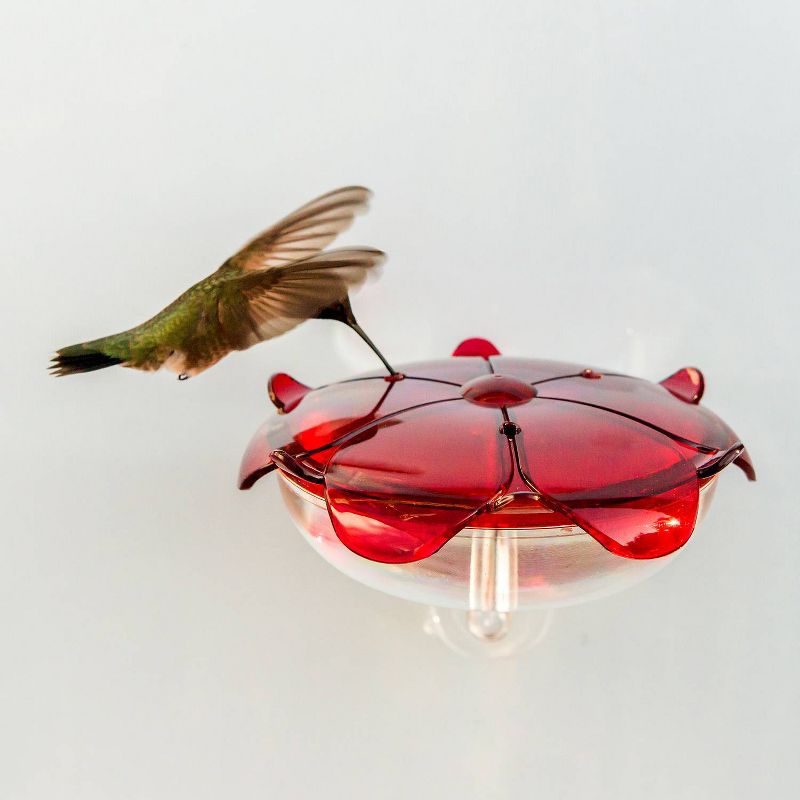 Droll Yankees The Ruby Sipper Window Hummingbird Feeder - Clear