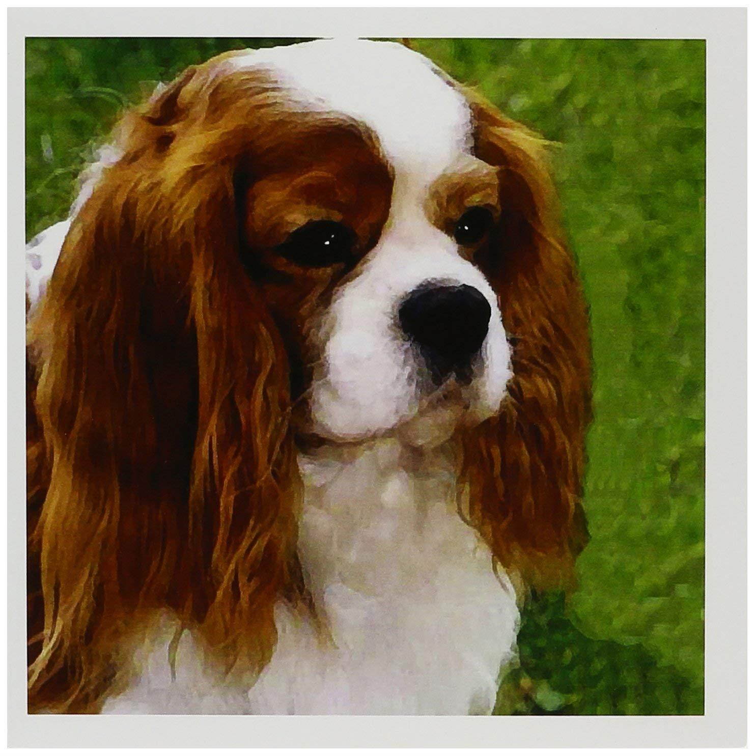 3dRose Cavalier King Charles Spaniels - Greeting Cards, 6 x 6 inches, set of 12 (gc_980_2)