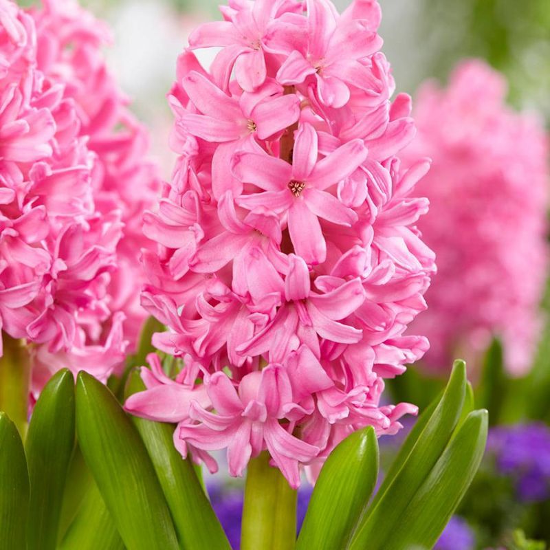 Set of 10 Hyacinths Pink Pearl Set Bulbs - Van Zyverden