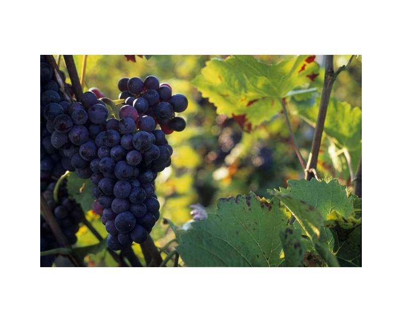 Moët & Chandon Brut Imperial Champagne - 187ml Bottle