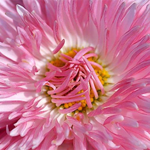 Fotodiox 67mm Filter Thread Macro Reverse Mount Adapter Ring for Canon EOS Camera with 67mm filter thread lens