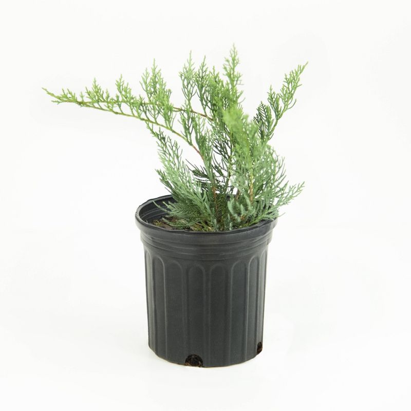 National Plant Network 2.5qt Owl Juniper Plant Gray