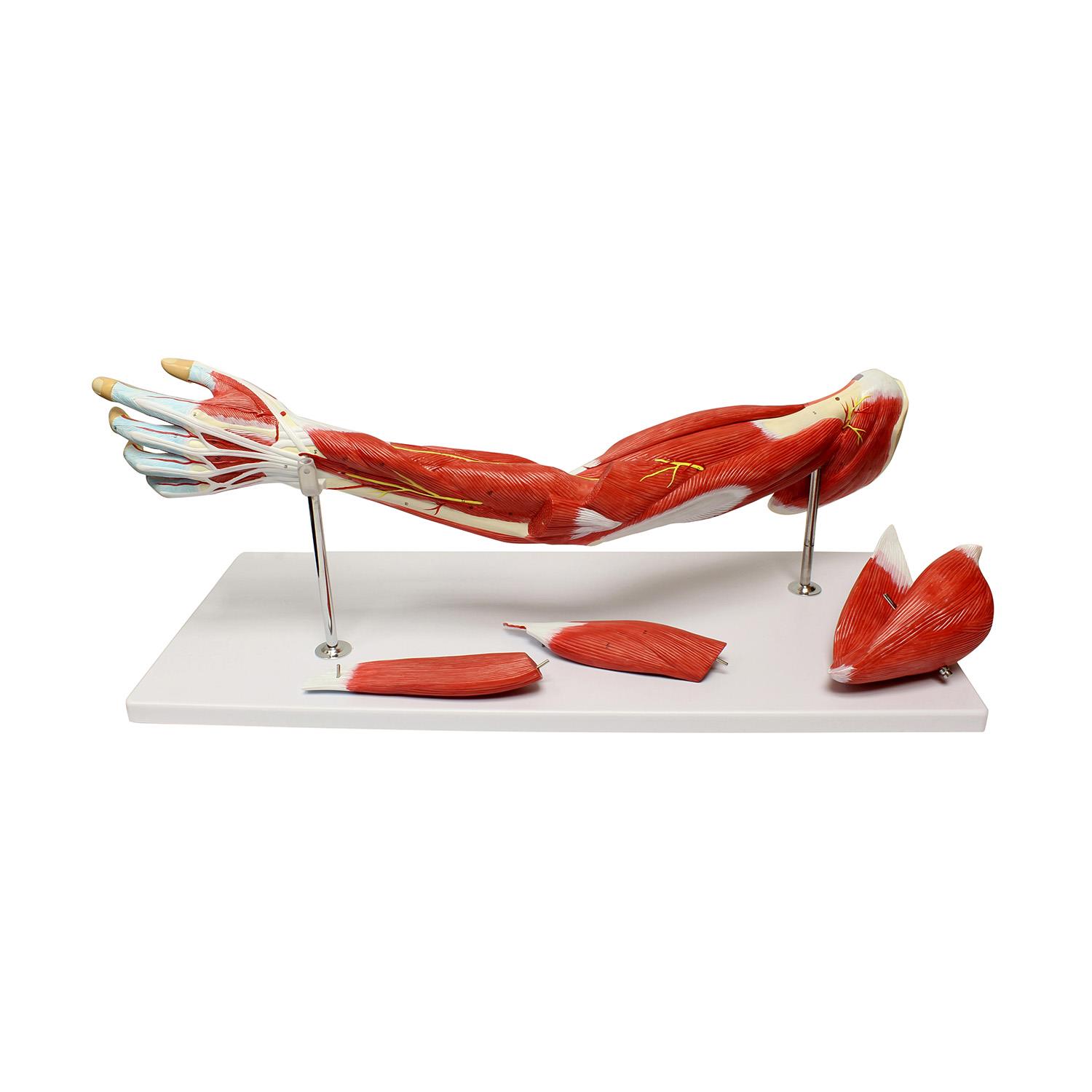 MonMed | Human Arm Anatomical Muscle Model Anatomy Arm Model &ndash; 7 Pieces