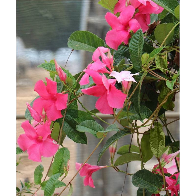 3pc Dipladenia Diamantina 'Opal Fuchsia Flamme'' - National Plant Network