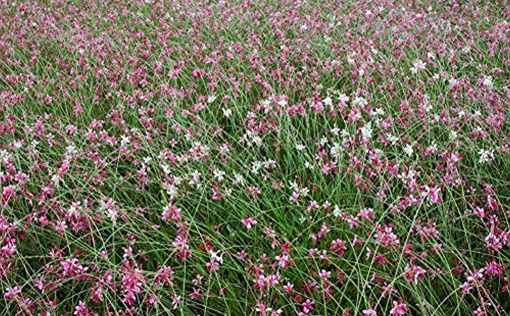 Rokinon 35mm f/1.4 Aspherical Wide Angle Lens (for Sony Alpha E-Mount Cameras)