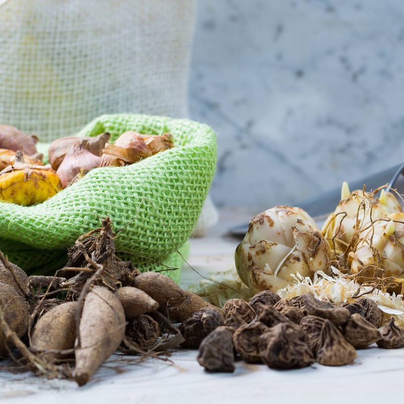 Van Zyverden Set of 12 Color Your Garden Collection Bulbs White