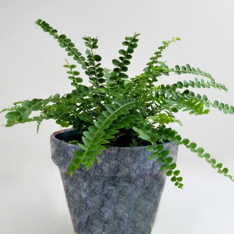3pc Lemon Button Fern - National Plant Network