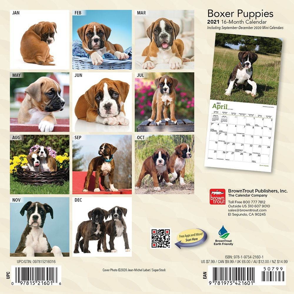 BrownTrout,  Boxer Puppies Mini Wall Calendar 2021