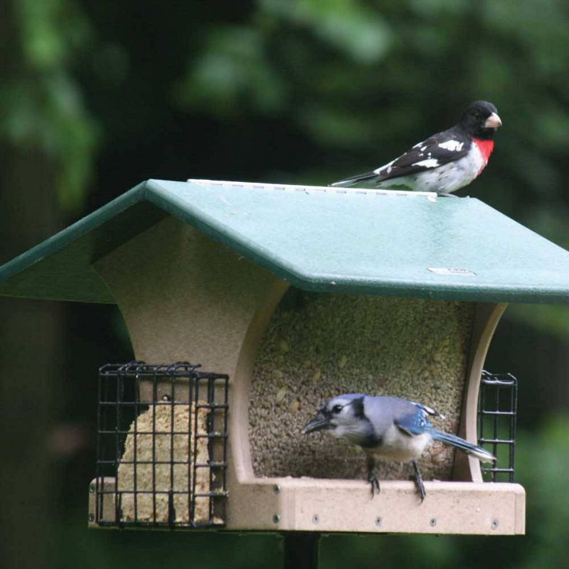 Birds Choice Cage Feeder with Base and Roof Top Bird Feeder