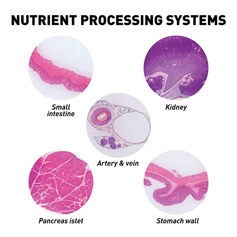 Mega Biology Set Professional Grade Specimens 25 Prepared Microscope Slides Detailed Learning Guide and Storage Box