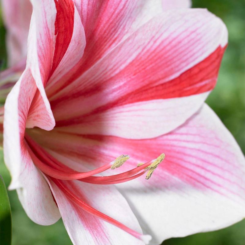1ct Amaryllis Gervase Bulb - Van Zyverden