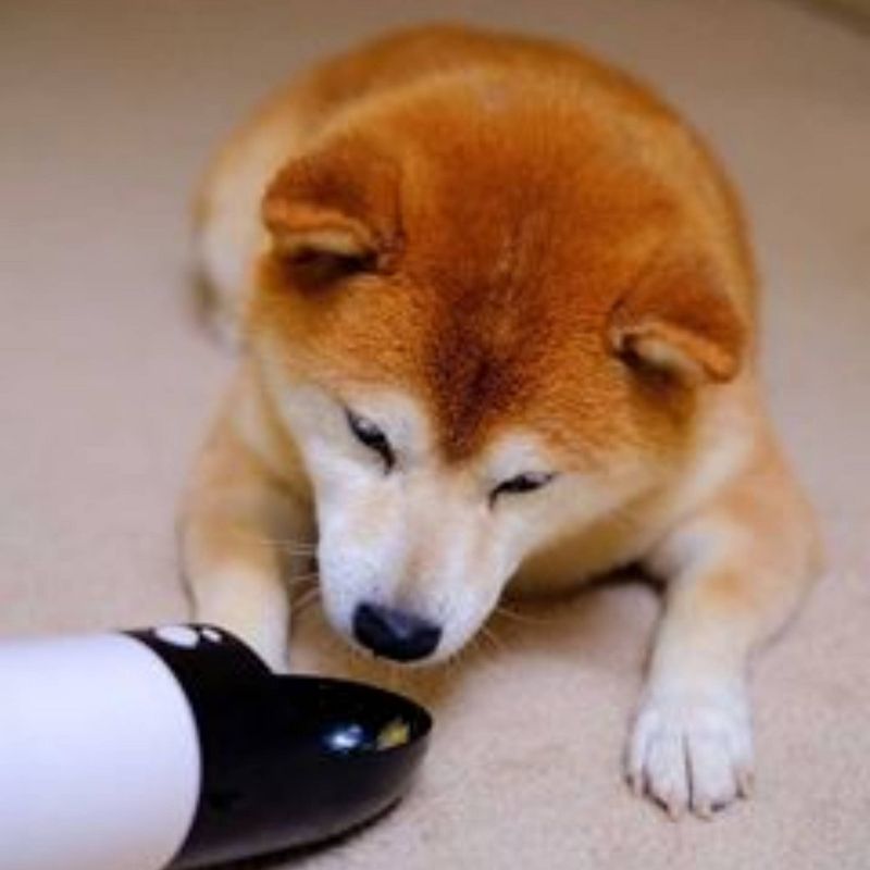 Instachew Rover Travel Pet Water Bottle - Black