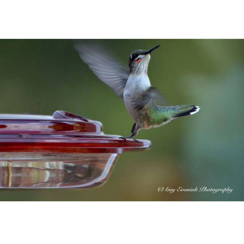 Birds Choice 8oz Hummingbird Bird Feeder