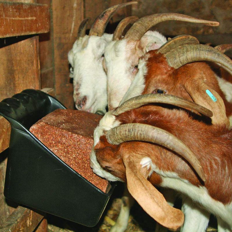 Pet Genius Smart Pet Fountain Filter - White