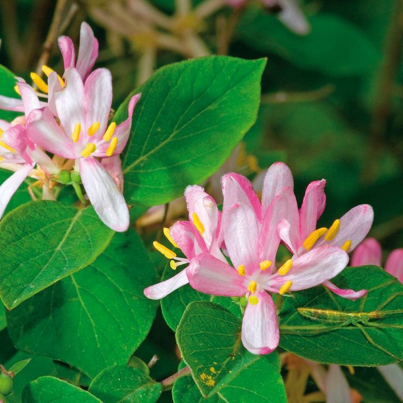 Van Zyverden Honeysuckle Root Stock Pink