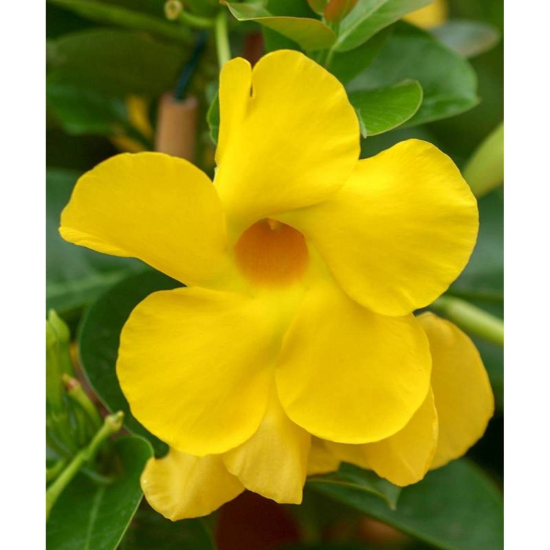 3pc Dipladenia Diamantina 'Opal Citrine' - National Plant Network